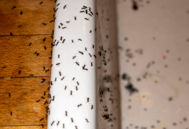 Best Best Pest Control Companies  in Shullsburg, WI
