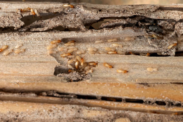 Best Mosquito Control Services  in Shullsburg, WI